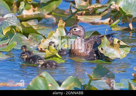 Wood Duck Mama Watching Her Babies in Cuyahoga Valley National Park in Ohio Stock Photo