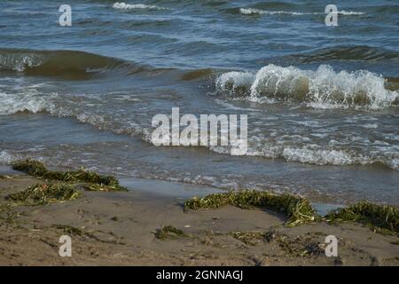Waves are cresting and rolling in on a sandy river beach, where clumps of seaweed have been deposited on the shore. Stock Photo