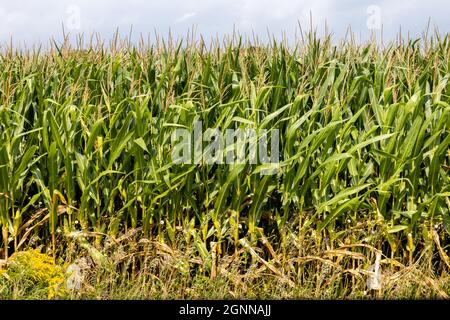 A row of corn stalks are seen at the edge of a cornfield. Stock Photo
