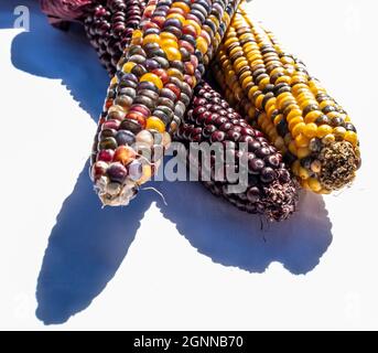 Three ears of multi colored indian corn together on a white background Stock Photo