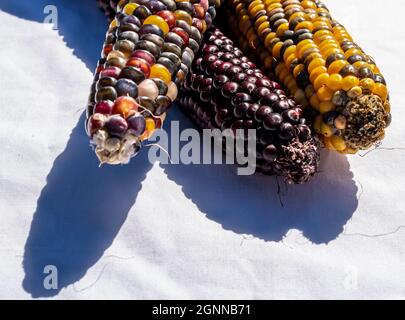 Three ears of multi colored indian corn together on a white background Stock Photo