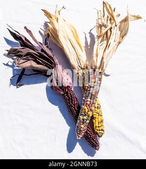 Three ears of multi colored indian corn together on a white background Stock Photo