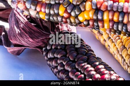 Three ears of multi colored indian corn together on a white background Stock Photo