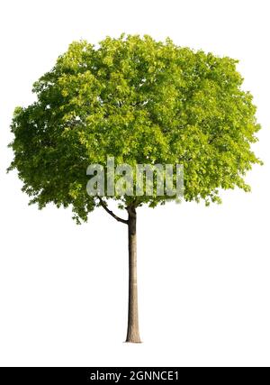 Green tree isolated on white background Stock Photo