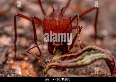 Atta Leaf-cutter Ant of the Genus Atta Stock Photo