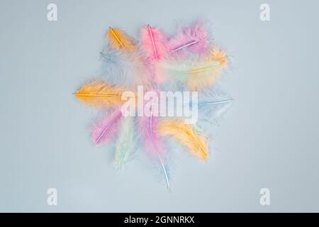 pastel colored feathers. Minimal natural flat lay top view on light blue background. Stylish minimalist concept. Stock Photo