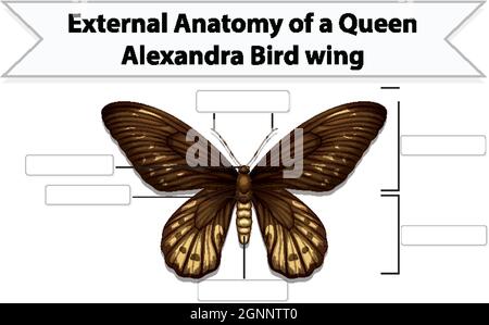 External Anatomy Of A Butterfly Worksheet Illustration Stock Vector 