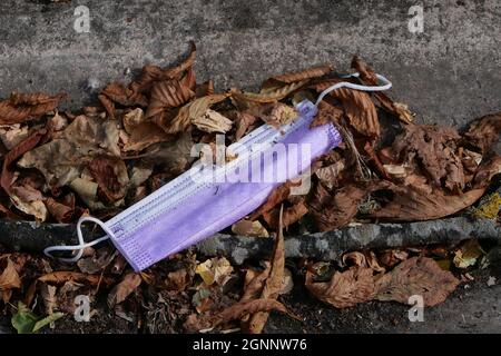 Discarded purple face mask lying in autumn or fall leaves on kerbside. High quality photo Stock Photo