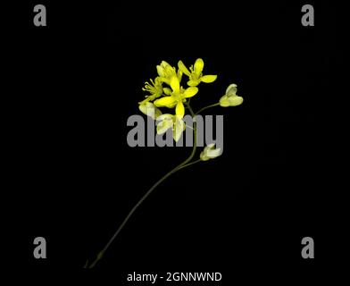 Biscutella laevigata, the buckler mustard, is a species of flowering plant in the family Brassicaceae, studio shot, black background Stock Photo