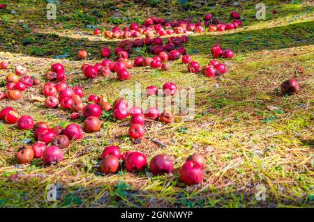 Red Apples scattered on a field in autumn Stock Photo
