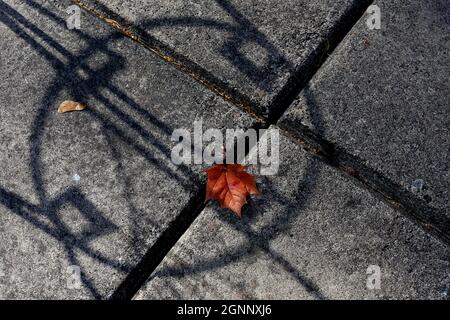A dropped maple leaf on pavement between some shadows Stock Photo