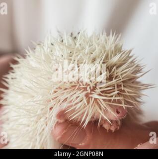 rare specimen of albino African hedgehog puppy Stock Photo