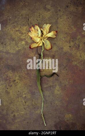 Dried tulip with yellow petals and red tips lying with its stem on tarnished brass Stock Photo