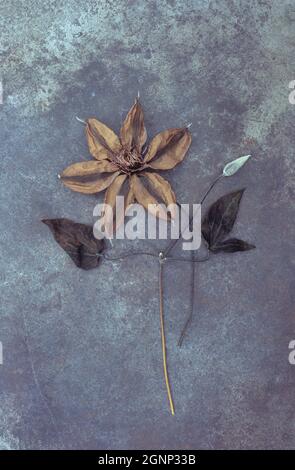 Dried flower of Clematis Hagley hybrid lying with its stalk on tarnished metal with stem of dried leaves with bud Stock Photo