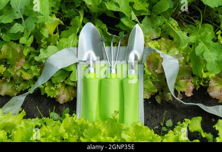 set of gardening tools. devices for cultivating the land in the beds. concept of gardening, growing crops and harvesting Stock Photo