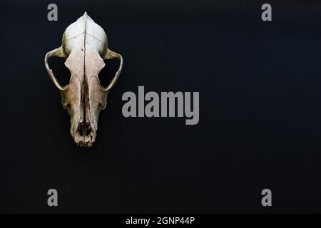 Old dog skull on a black paper background. Mockup, place for text, copy space Stock Photo