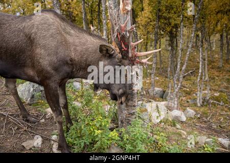 Moose or Elk - Alces alces - rubbing its antlers against a tree Stock Photo