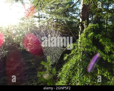 Cobweb on the branches of a coniferous tree larch. Spider web, Taiga, Siberia, Russia. Stock Photo