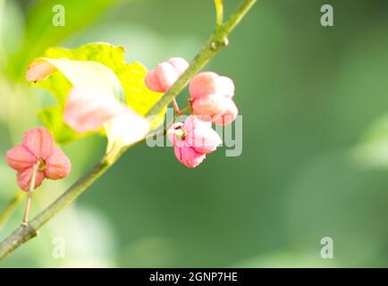 Close-up of the bright pink fruits of the Spindle tree (Euonymus europaeus). Stock Photo