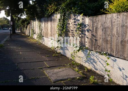 Ivy grown through cracks and gaps of a fence that borders a property on Deepdene Road, a residential street in Lambeth, SE5 in south London, on 22nd September 2021, in London, England. Stock Photo