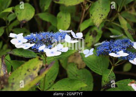Blooming hydrangeas, Terceira island, Azores Stock Photo