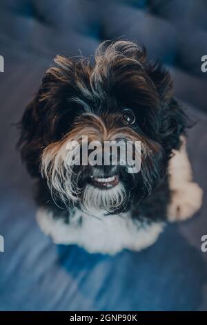 Top down view of cheeky black and white 4 months old Havanese puppy on a sofa at home, looking up at the camera. Stock Photo