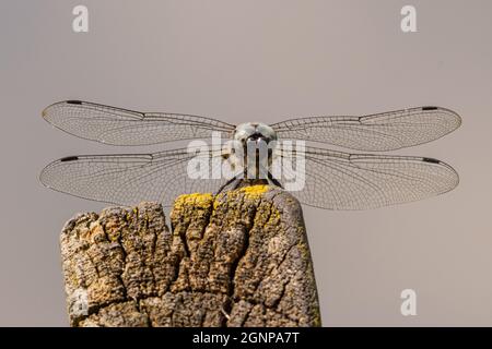 scarce chaser dragonfly, scarce libellula (Libellula fulva), front view, Germany, Bavaria Stock Photo