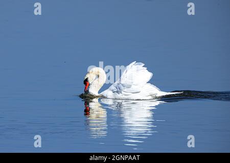 mute swan (Cygnus olor), imposing male on a glassy blue lake, Germany, Bavaria Stock Photo