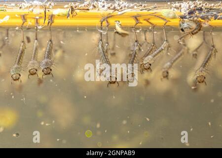 mosquitoes, gnats (Culicidae), in shallow ditch, Germany, Bavaria Stock Photo