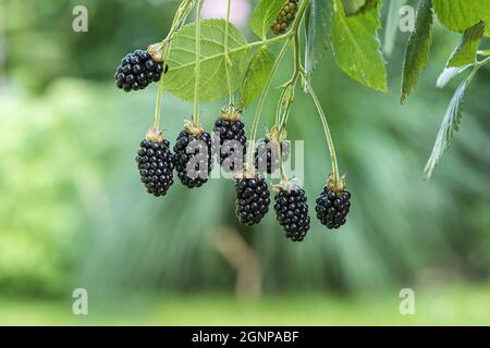 blackberry Baby Cakes (Rubus fruticosus 'Baby Cakes', Rubus fruticosus Baby Cakes), blackberries on a branch, cultivar Baby Cakes Stock Photo