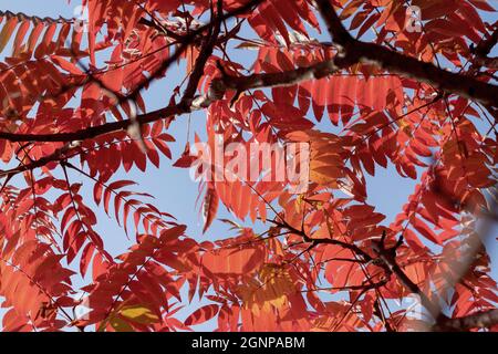 staghorn sumach, stags horn sumach (Rhus hirta, Rhus typhina), in autum, Germany Stock Photo