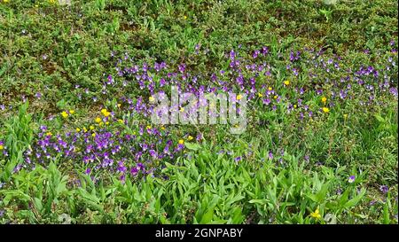 Dune pansy (Viola tricolor subsp. maritima, Viola maritima), blooming on dunes, Netherlands Stock Photo