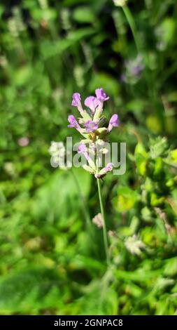 English lavender (Lavandula angustifolia, Lavandula officinalis), inflorescence Stock Photo