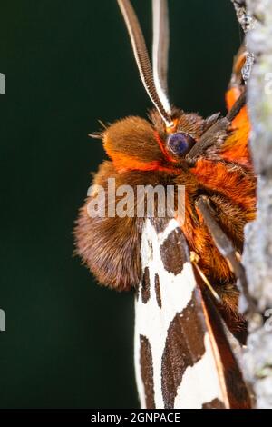 Garden tiger moth, Great tiger moth (Arctia caja), Portrait of a male, Butterfly of the year 2021, Germany, Bavaria Stock Photo