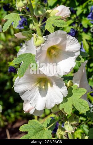 Alcea 'Nigra' (althaea rosea) a tall flowering plant commonly known Hollyhock which has a white  flower during the spring and summer season, stock pho Stock Photo