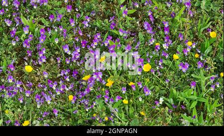 Dune pansy (Viola tricolor subsp. maritima, Viola maritima), blooming on dunes, Netherlands Stock Photo