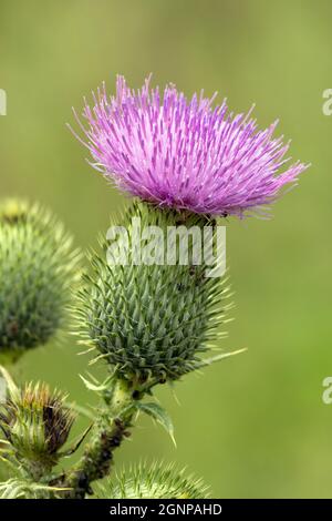 Bull thistle, Common thistle, Spear thistle (Cirsium vulgare, Cirsium lanceolatum), blooming, Germany, Bavaria, Erdinger Moos Stock Photo