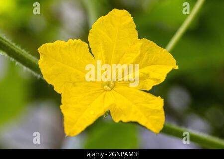 cucumber (Cucumis sativus), flower Stock Photo