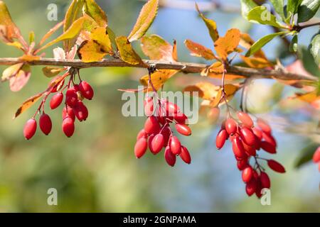 common barberry, European barberry (Berberis vulgaris), branch with fruits, Germany, Bavaria Stock Photo