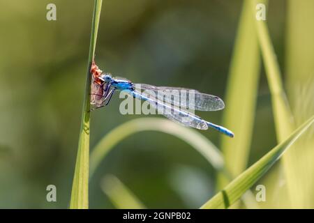 Common blue damselfly, Common bluet damselfly (Enallagma cyathigera, Enallagma cyathigerum), feeds caught caddisfly, Germany, Bavaria Stock Photo