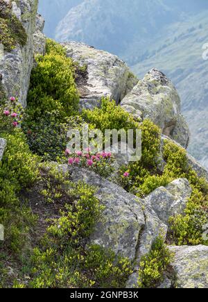Rust-leaved alpine rose, snow-rose, snowrose, Rusty-leaved alpenrose, Rusty-leaved alprose (Rhododendron ferrugineum), blooming on a slope, Stock Photo