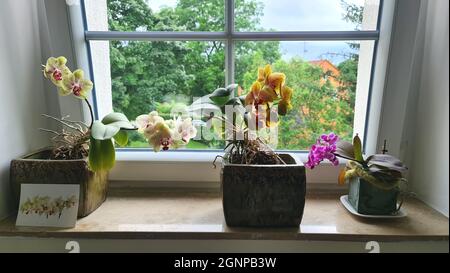 Moth orchid (Phalaenopsis-Hybride), orchis on a window bench, Germany Stock Photo