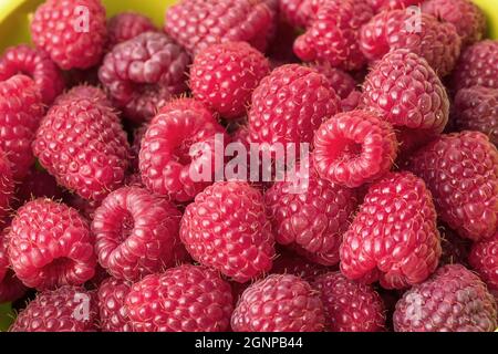 European red raspberry Polka (Rubus idaeus 'Polka', Rubus idaeus Polka), red raspberries of cultivar Polka Stock Photo