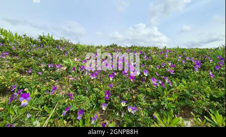 Dune pansy (Viola tricolor subsp. maritima, Viola maritima), blooming on dunes, Netherlands Stock Photo