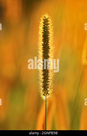 yellow bristle-grass, white foxtail, foxtail, pigeon grass (Setaria pumila, Setaria glauca), inflorescence in backlight, Germany, North Stock Photo