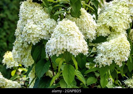 Panicle hydrangea (Hydrangea paniculata), blooming Stock Photo