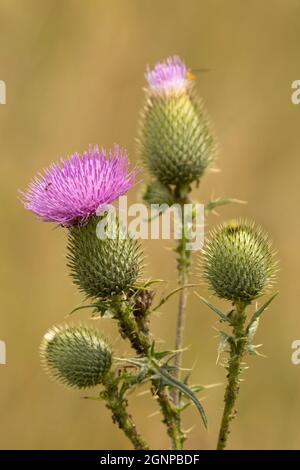 Bull thistle, Common thistle, Spear thistle (Cirsium vulgare, Cirsium lanceolatum), blooming, Germany, Bavaria, Erdinger Moos Stock Photo