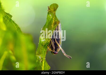 common backswimmer, backswimmer, notonectid, notonectids (Notonecta glauca), sits on pondweed, Germany Stock Photo