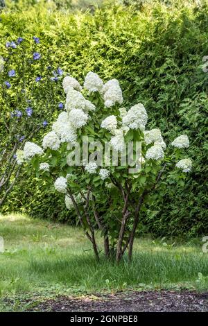 Panicle hydrangea (Hydrangea paniculata), blooming, Germany, Bavaria Stock Photo