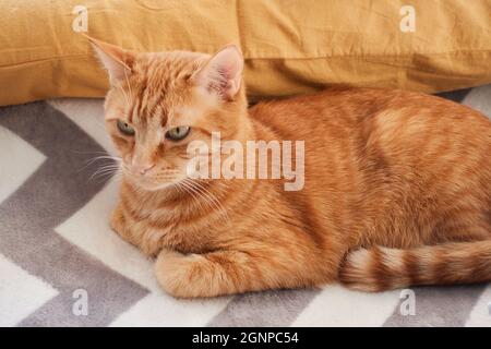 Orange and ginger cat close-up portrait. Adult red cat lying on a gray fluffy blanket background. Domestic feline concept. High quality photo Stock Photo
